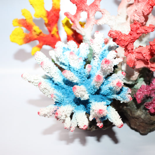 6 in 1 Imported coral Set