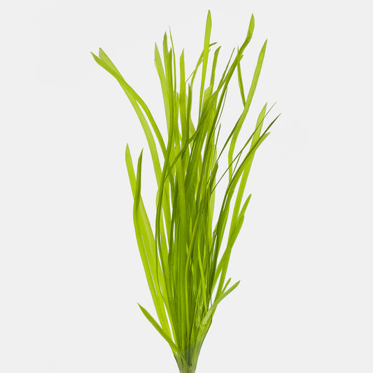 vallisneria