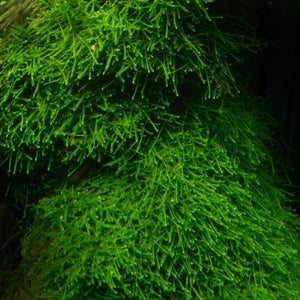 Java Moss