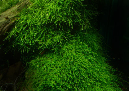 Java Moss