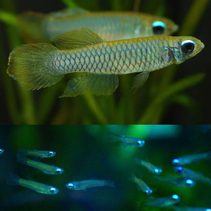 Lamp eye Kili tetra
