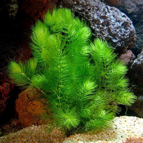 fox tail succulent Fox Tail – Veda Aquarium