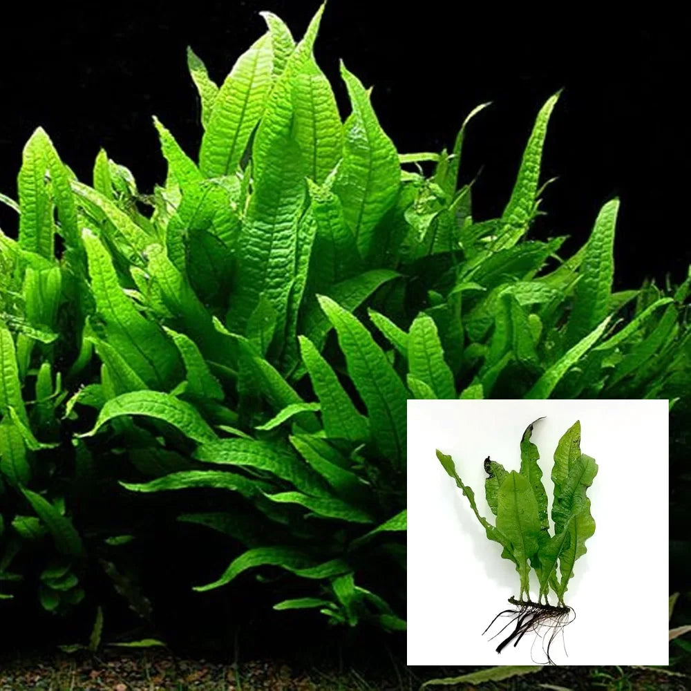 Java Fern Decorative Pot - Java fern – Veda Aquarium