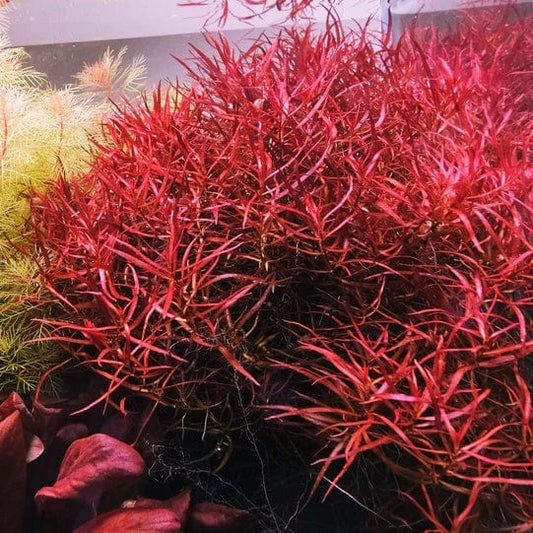 Live Aquarium Plants Tissue Culture Potted Veda Aquarium live-aquarium-plants-tissue-culture-potted-veda-aquarium
