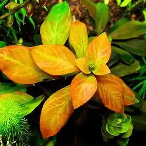 ADA TC-Ludwigia Inclinata Dark orange