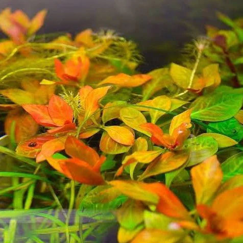 ADA TC-Ludwigia Inclinata Dark orange