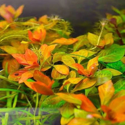 ADA TC-Ludwigia Inclinata Dark orange