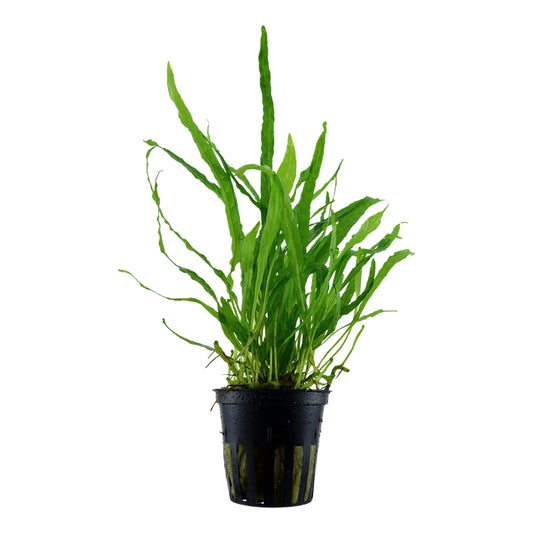 Pot Trident Fern