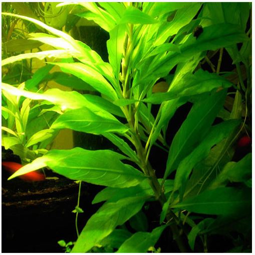 Pot Temple Mint Narrow leaf