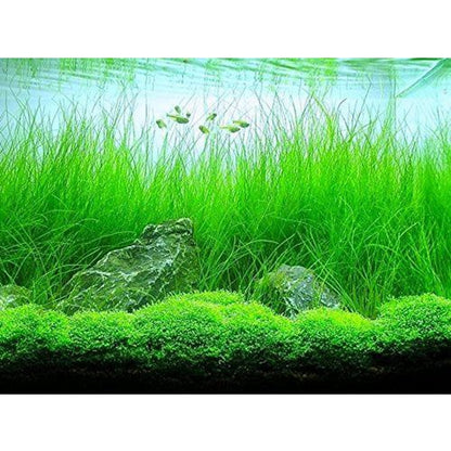 ADA TC-Eleocharis Vivipara