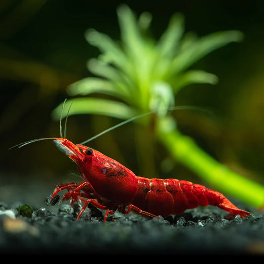 Fire Red Shrimp | Single