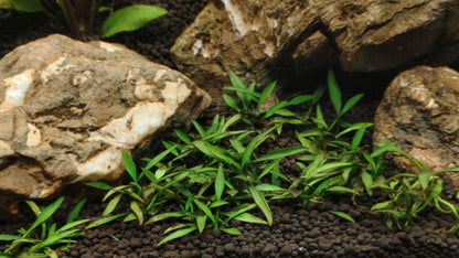 TC-Cryptocorne Lucens