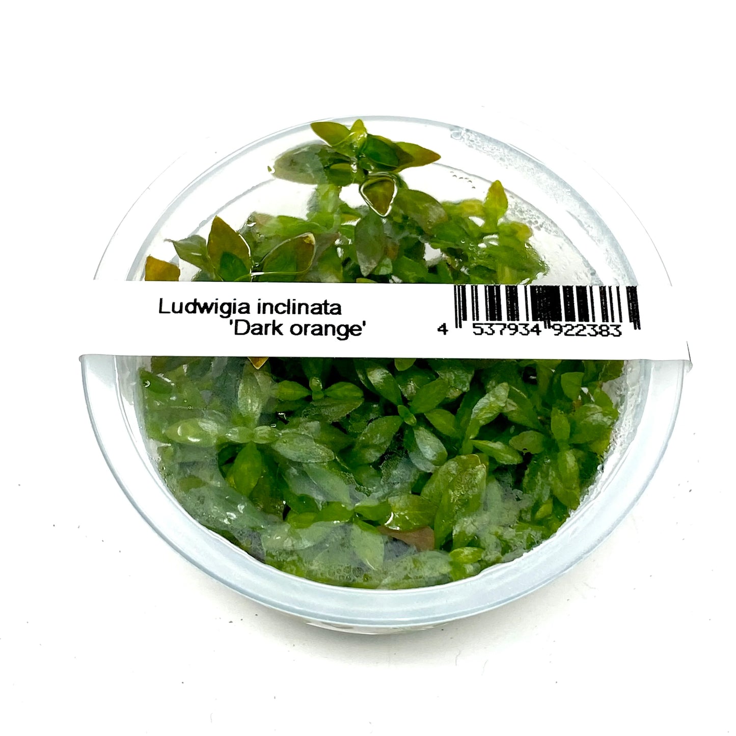 ADA TC-Ludwigia Inclinata Dark orange
