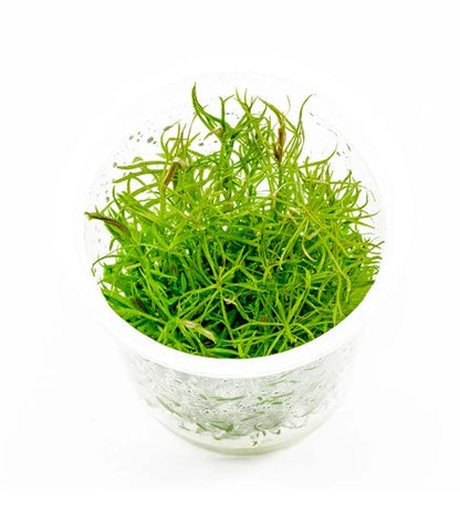 ADA TC-Pogostemon Stellatus Dassen