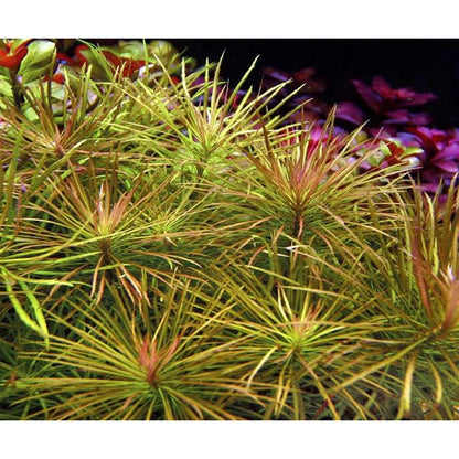 ADA TC-Pogostemon Stellatus Dassen