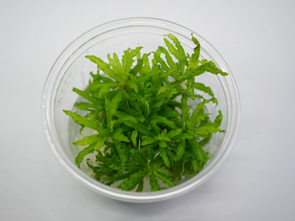 TC-pogostemon Helferi | ADA IC035
