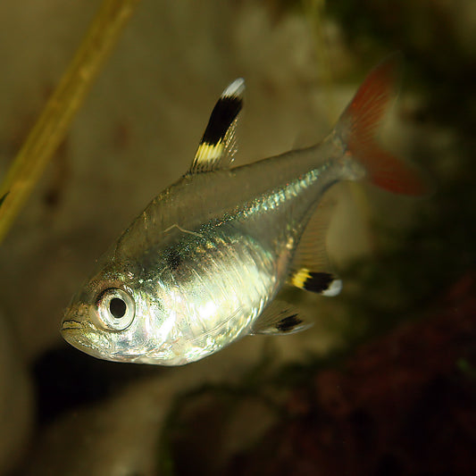 X ray tetra
