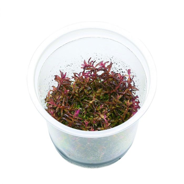ADA TC-Rotala Macrandra Mini
