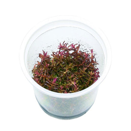 ADA TC-Rotala Macrandra Mini