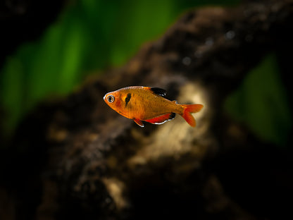 Sarpae tetra |1-2cms | Single