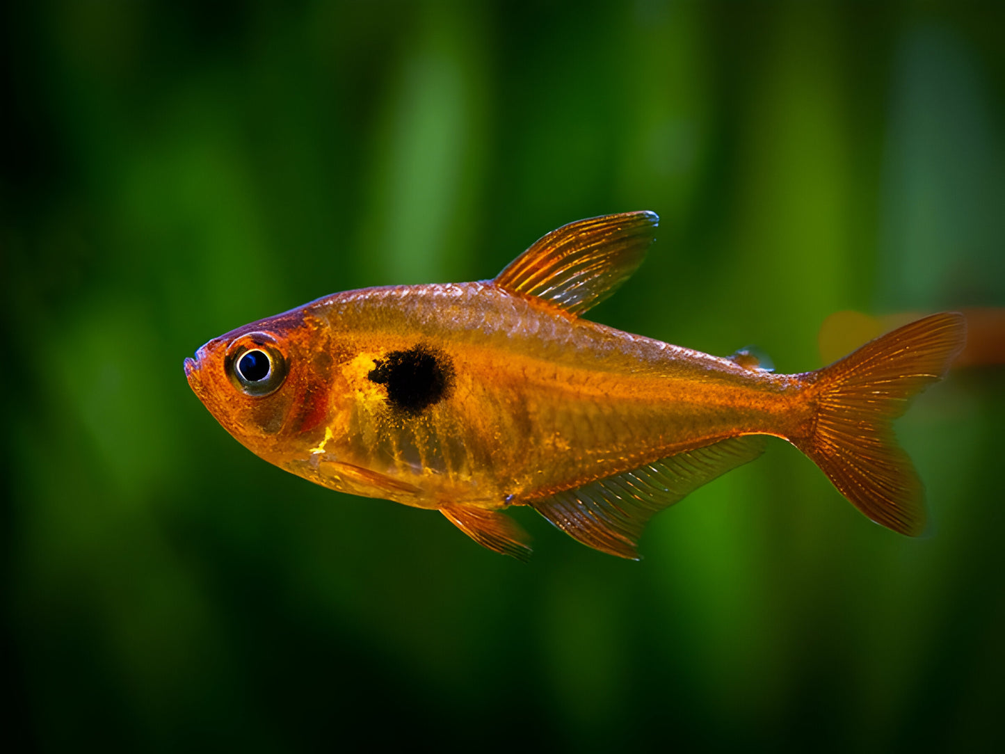 Sarpae tetra |1-2cms | Single
