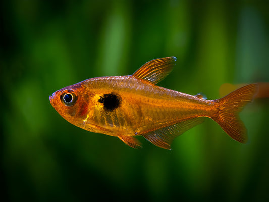 Sarpae tetra |1-2cms | Single