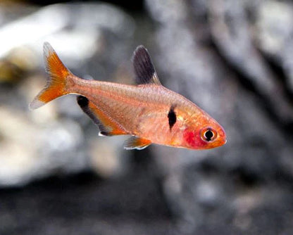 Sarpae tetra |1-2cms | Single
