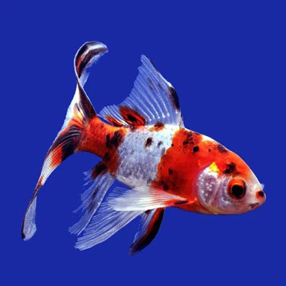 Shubunkin Goldfish | Single