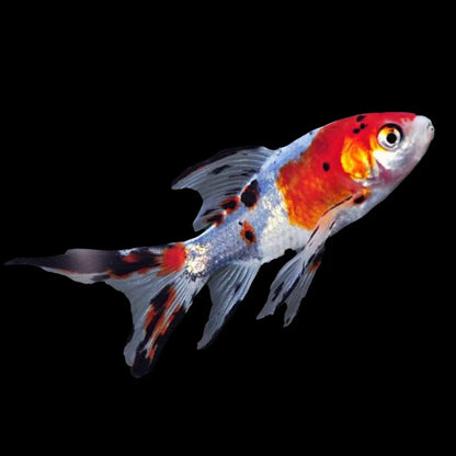 Shubunkin Goldfish | Single