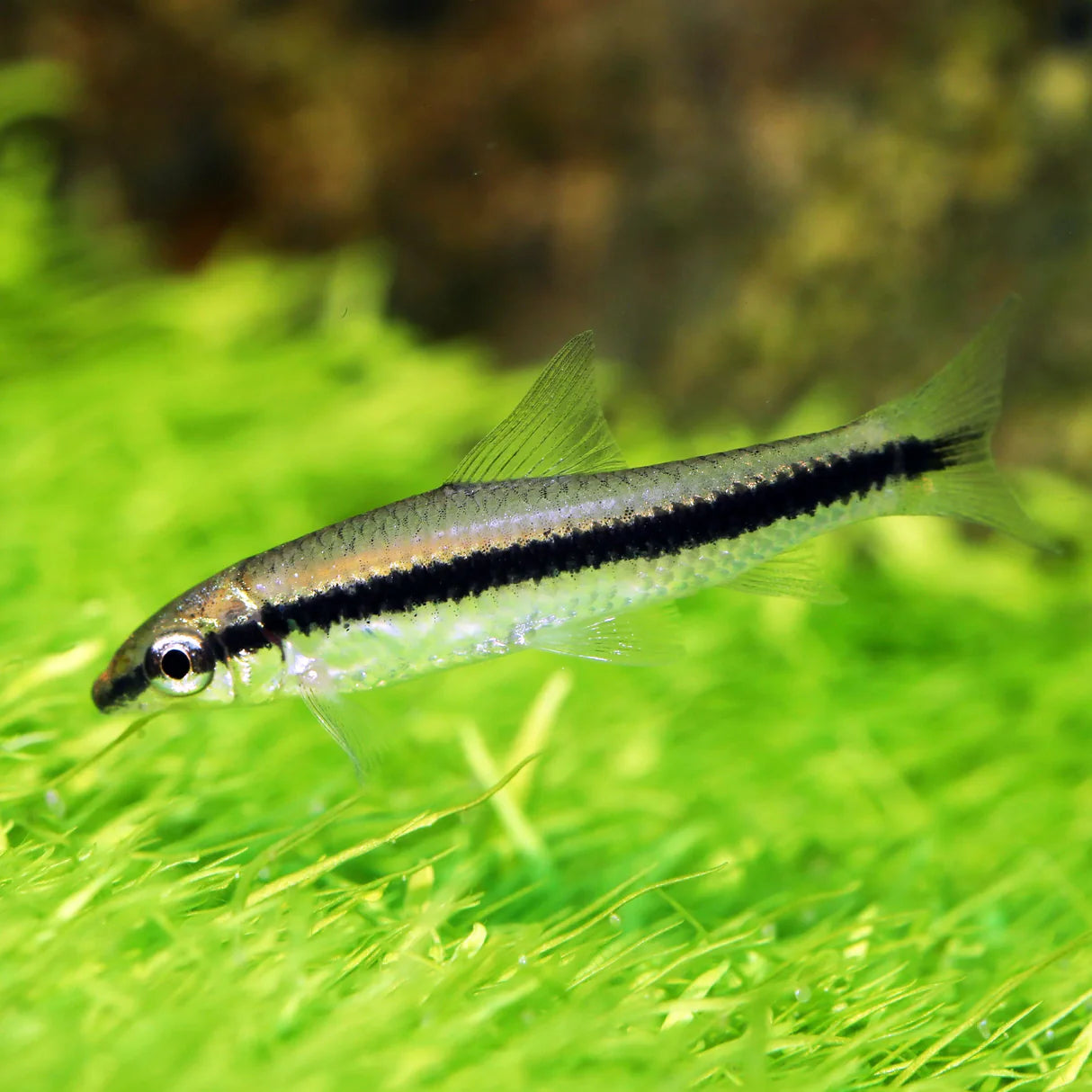 Siamese Algae eater | Single