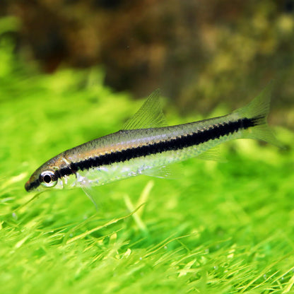 Siamese Algae eater | Single