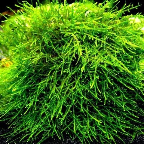 https://vedaaquarium.com/cdn/shop/files/Spiky-Moss.jpg?v=1748876976