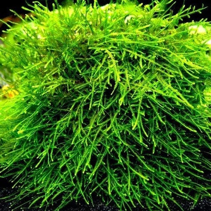 Spiky Moss (Taxiphyllum Spiky) - 5x5 Cm On Moss Grid, Shrimp Safe, Pest Free