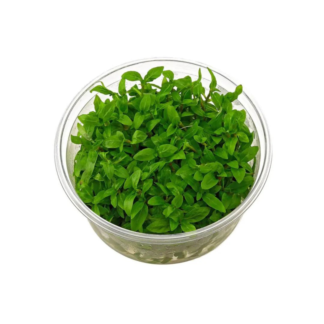 TC-Staurgyne repens | ADA IC030