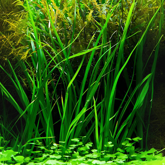 TC-Cyprus Helferi | ADA IC030