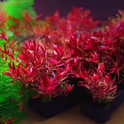 ADA TC-Rotala Rotundifolia 'Blood Red'