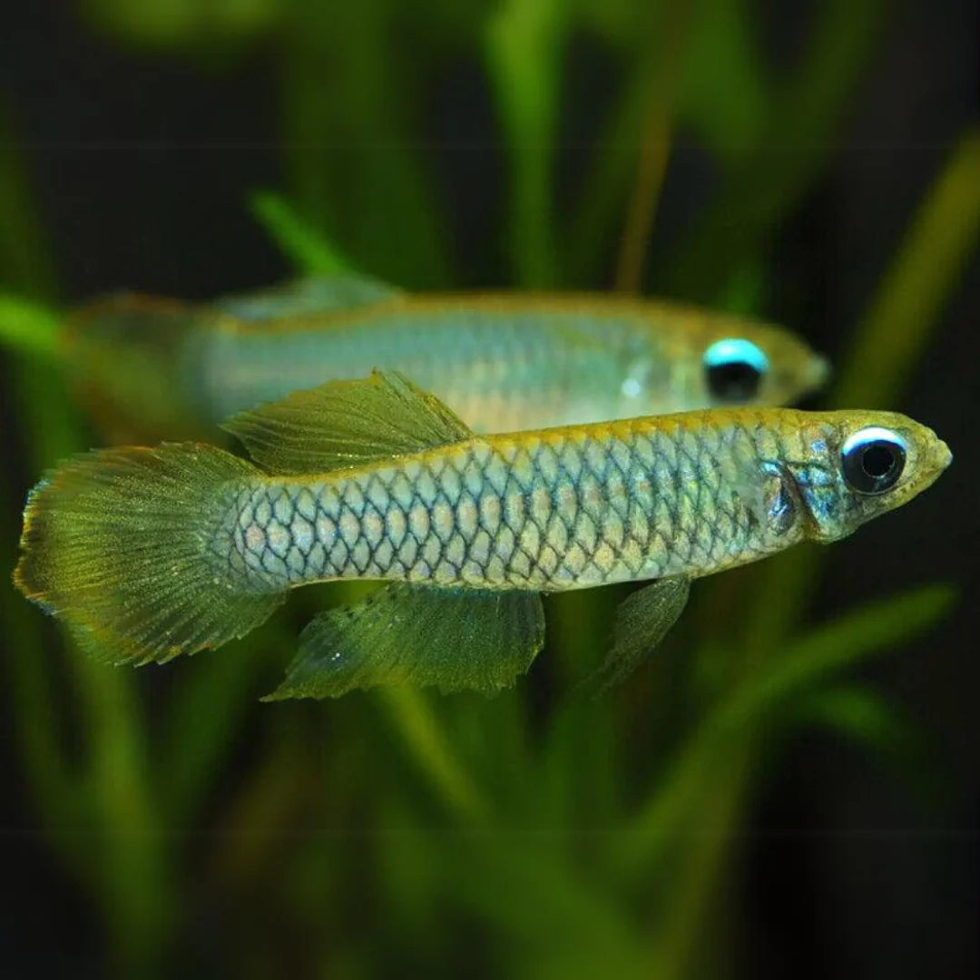 Lamp eye Kili tetra