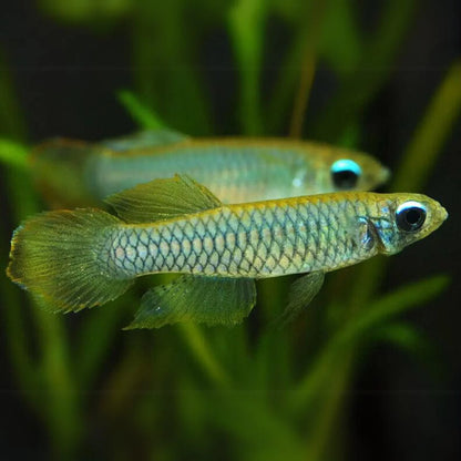 Lamp eye Kili tetra
