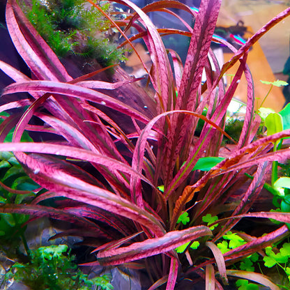 TC-Cryptocorne Spiralis Tiger | ADA IC198