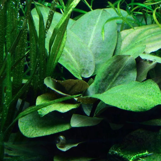 ADA TC-lagenandra Meeboldii 'Green'