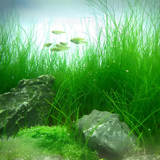 ADA TC-Eleocharis  Acicularis