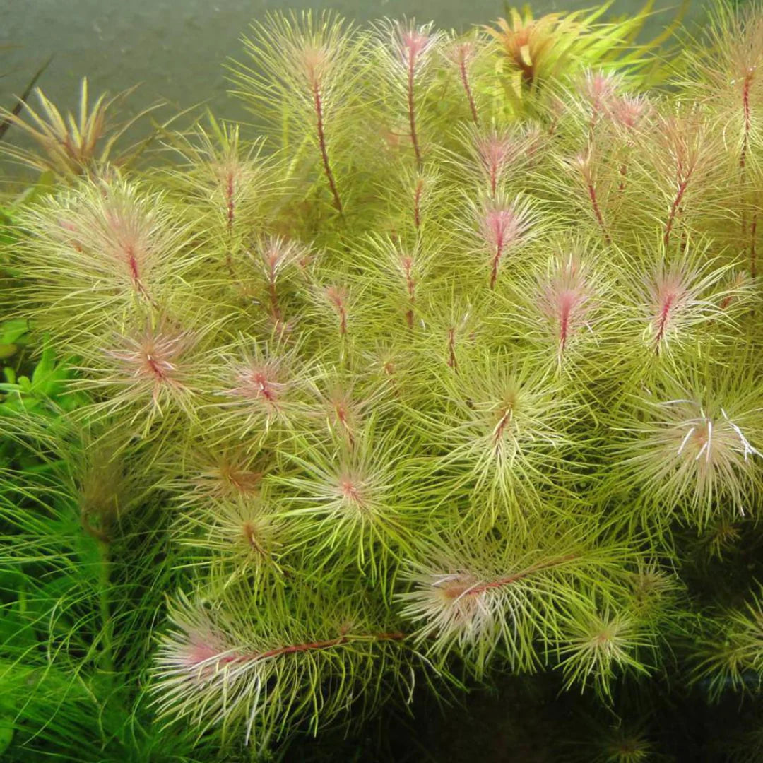 ADA TC-Rotala Wallichii Long Leaf