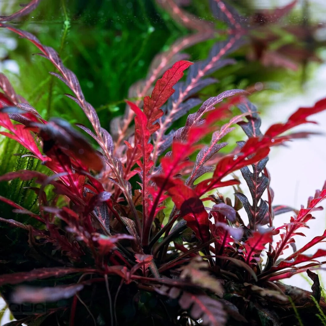 ADA TC-Hygrophila Pinnatifida UK