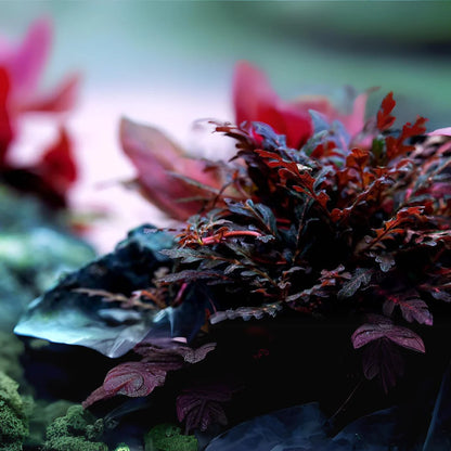 ADA TC-Hygrophila Pinnatifida UK