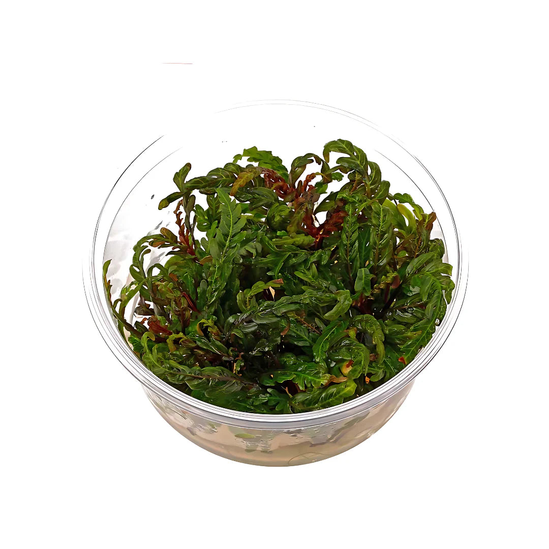 ADA TC-Hygrophila Pinnatifida UK