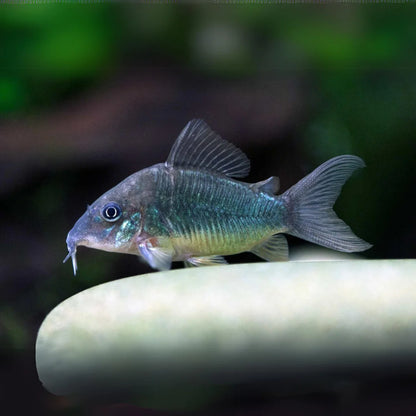 Green Corydoras | Single