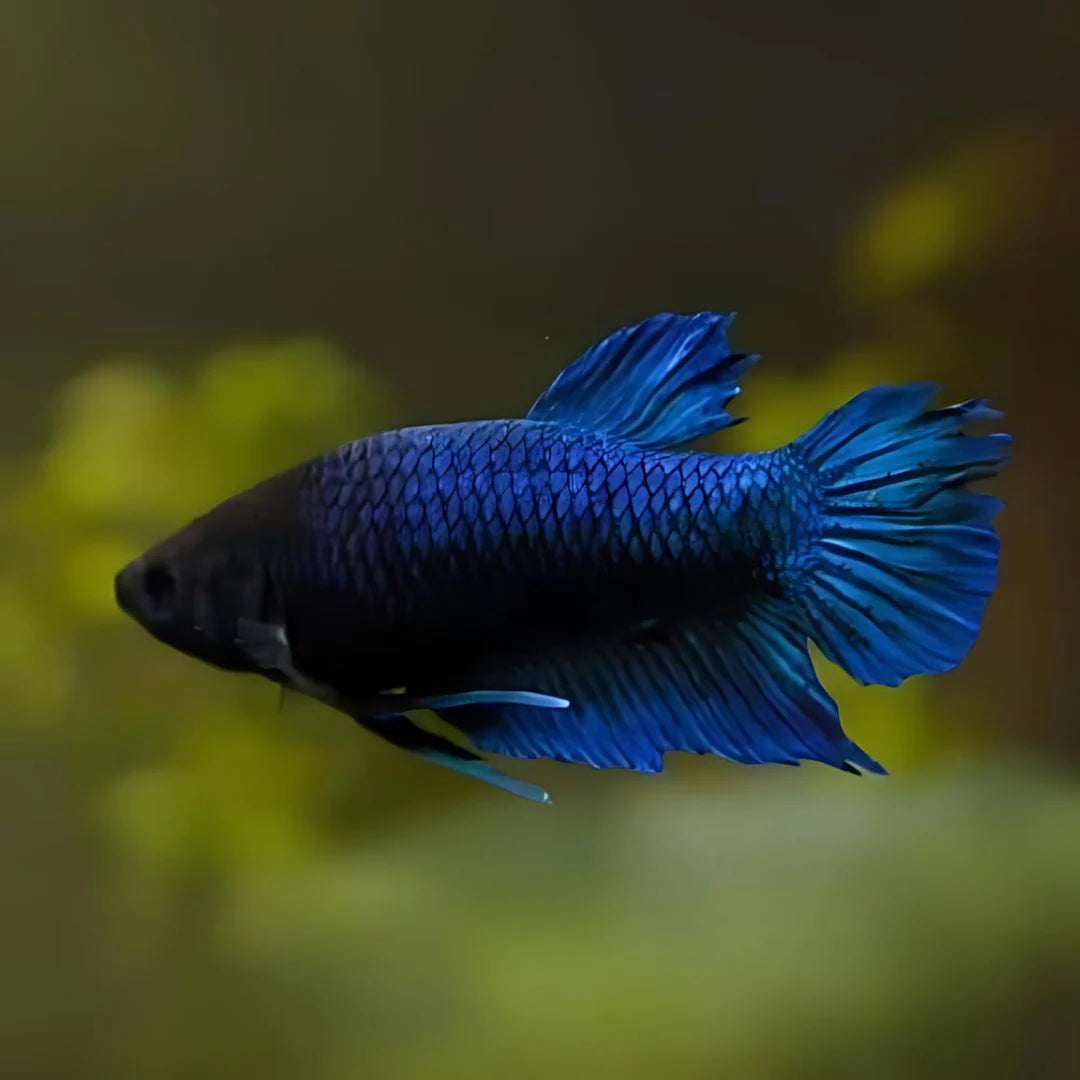 Female Adult betta | Single | Random colour