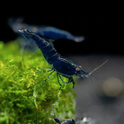 Blue Shrimp | Single