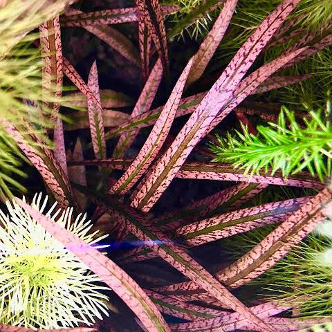 TC-Cryptocorne Spiralis Tiger | ADA IC198