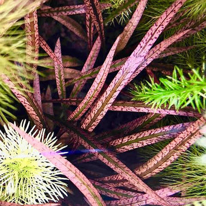 TC-Cryptocorne Spiralis Tiger | ADA IC198